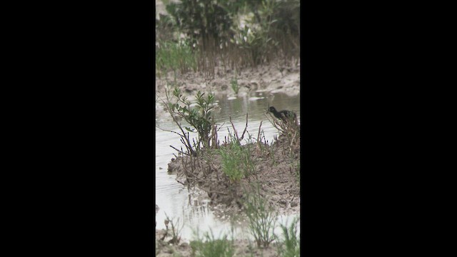 Clapper Rail - ML439727661