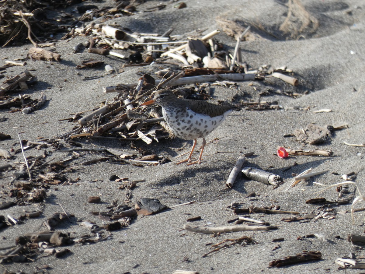 Spotted Sandpiper - ML439728341