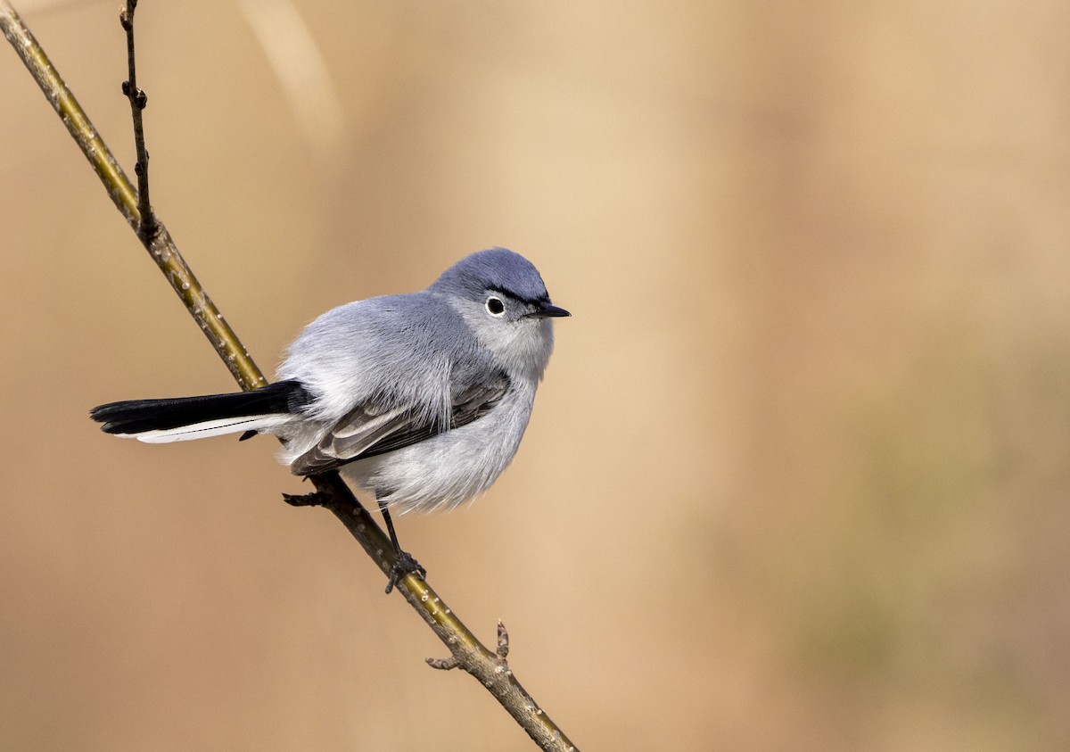 Blue-gray Gnatcatcher - John Barton