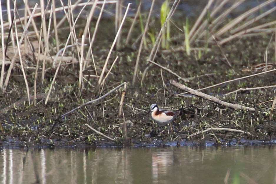 Falaropo Tricolor - ML439728481