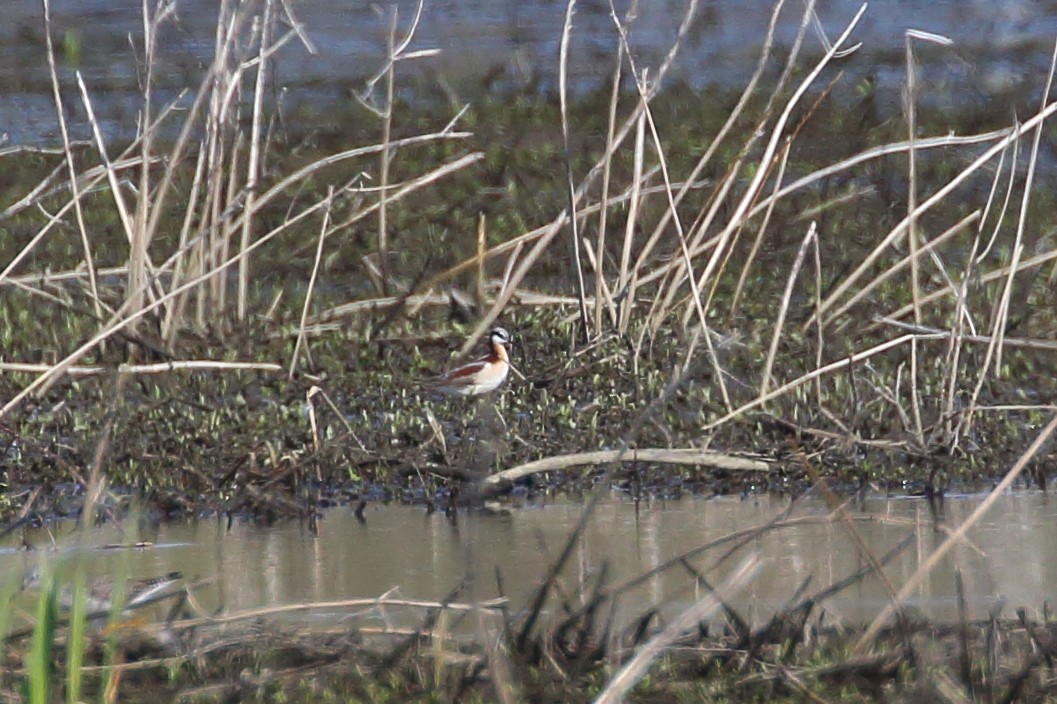 Falaropo Tricolor - ML439728501