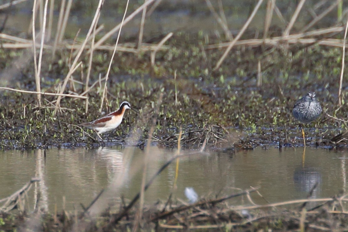 Wilson's Phalarope - Bruce Robinson