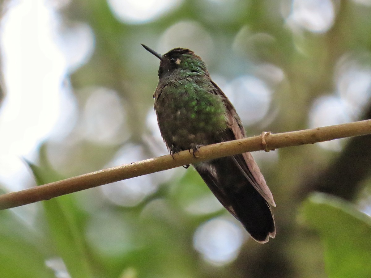 kolibřík dřišťálový - ML439729621