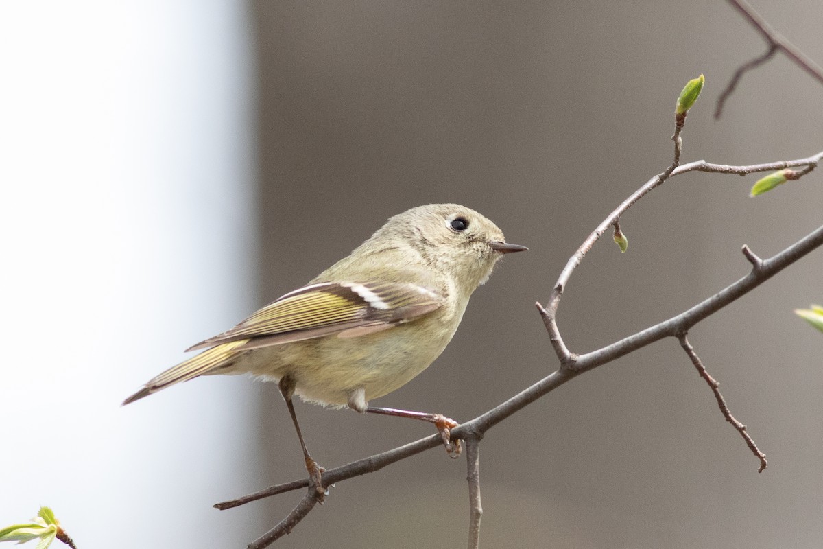 Ruby-crowned Kinglet - ML439730901