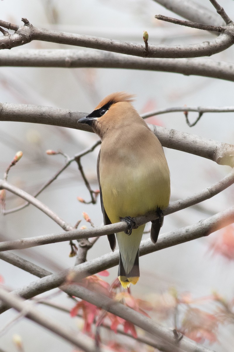 Cedar Waxwing - Timothy Graves