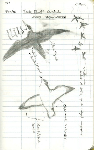 Manx Shearwater - ML43973161