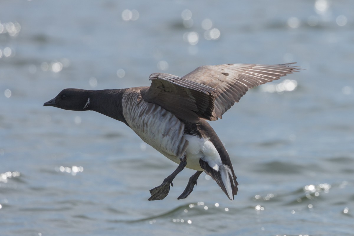 Brant - ML439731801