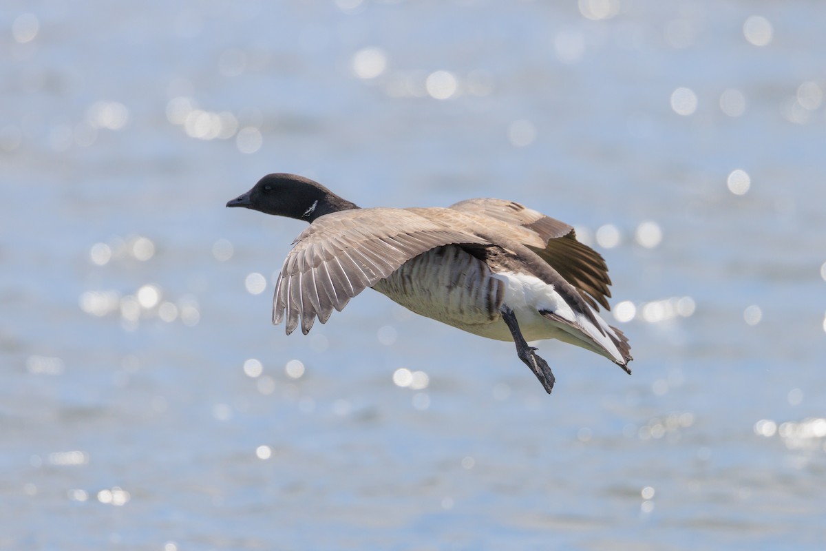 Brant - ML439732251