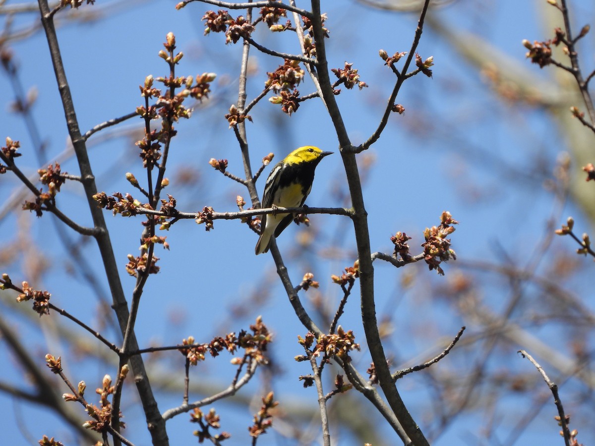 Black-throated Green Warbler - ML439734521
