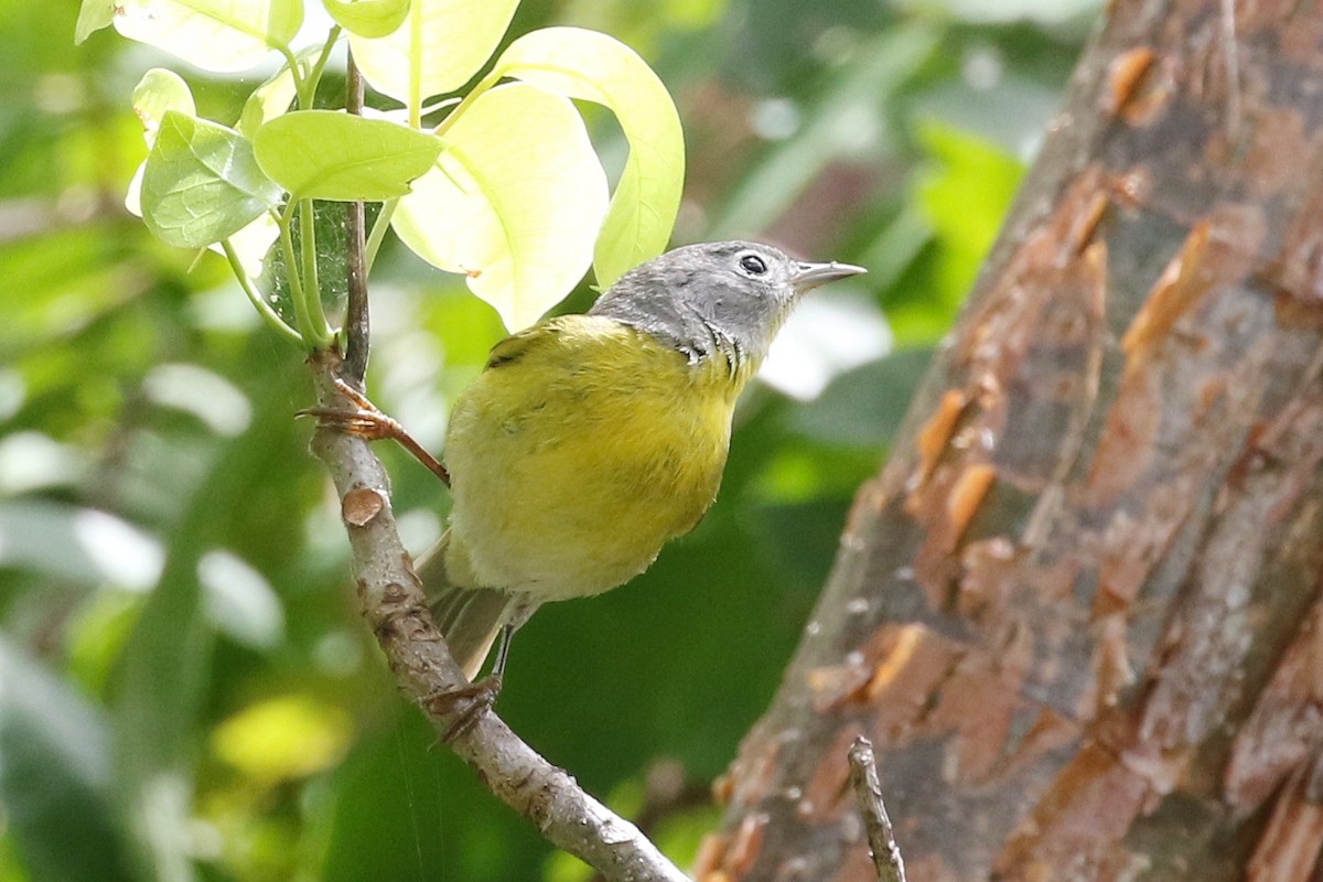 Nashville Warbler - ML439734841