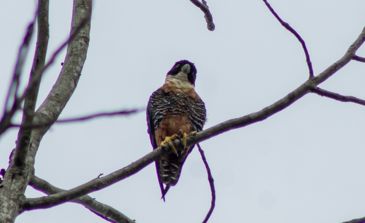 Halcón Pechinaranja - ML439735591