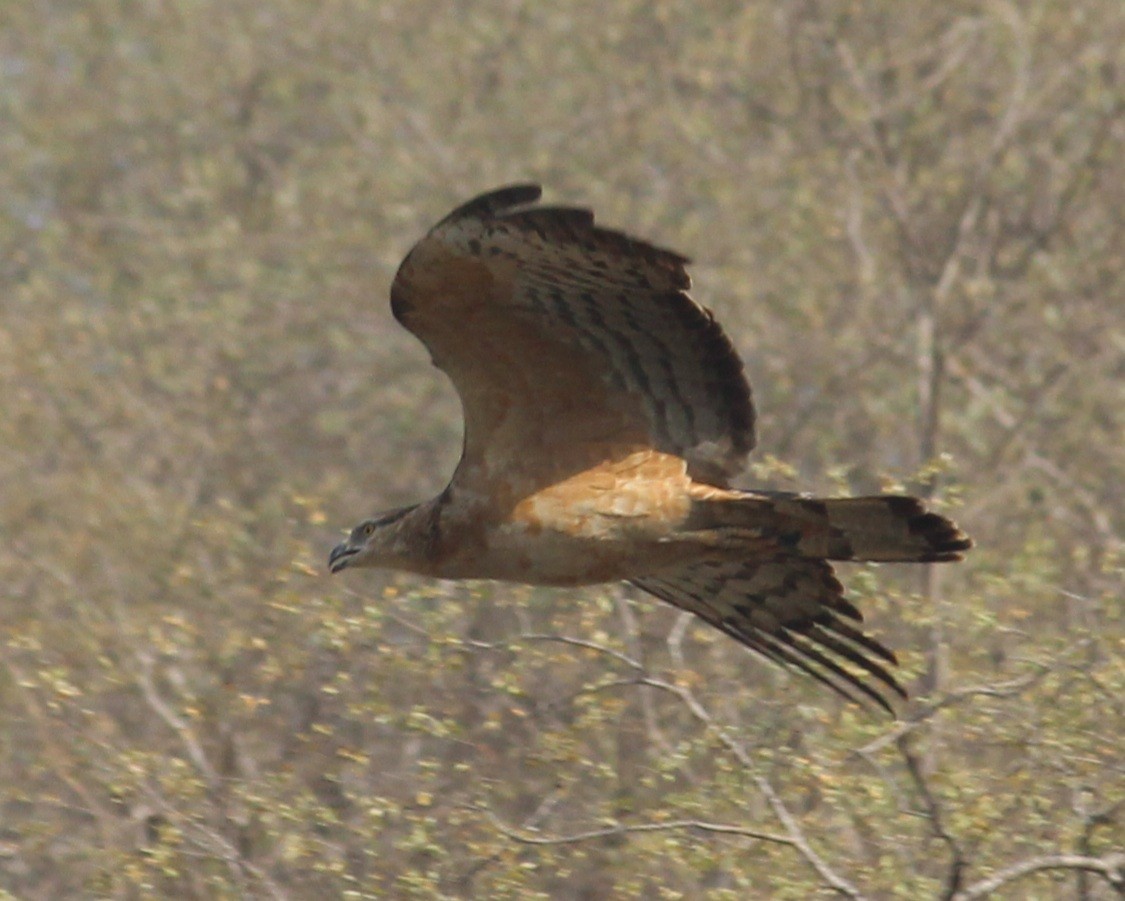 Schopfwespenbussard - ML439735891