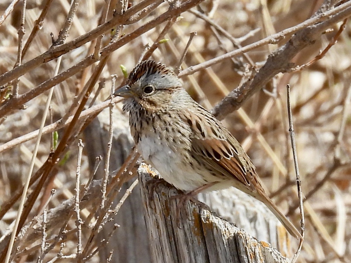 Lincoln's Sparrow - ML439735941