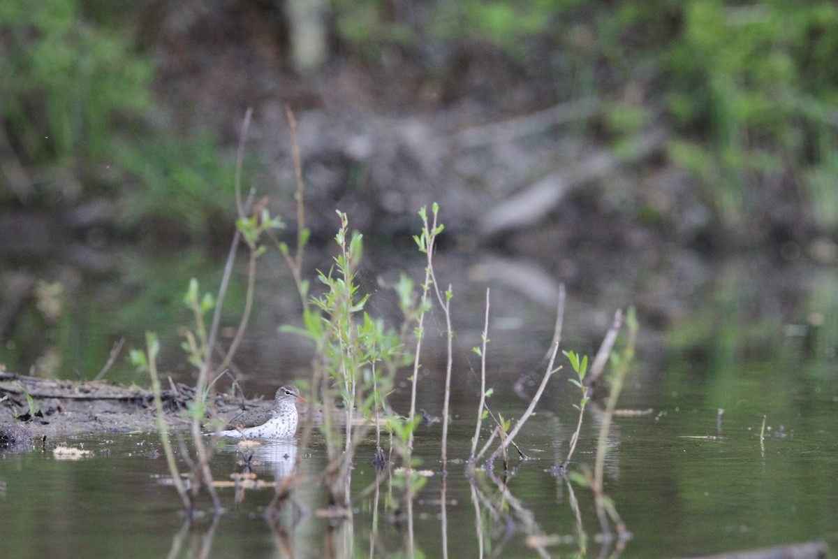 Spotted Sandpiper - ML439737901