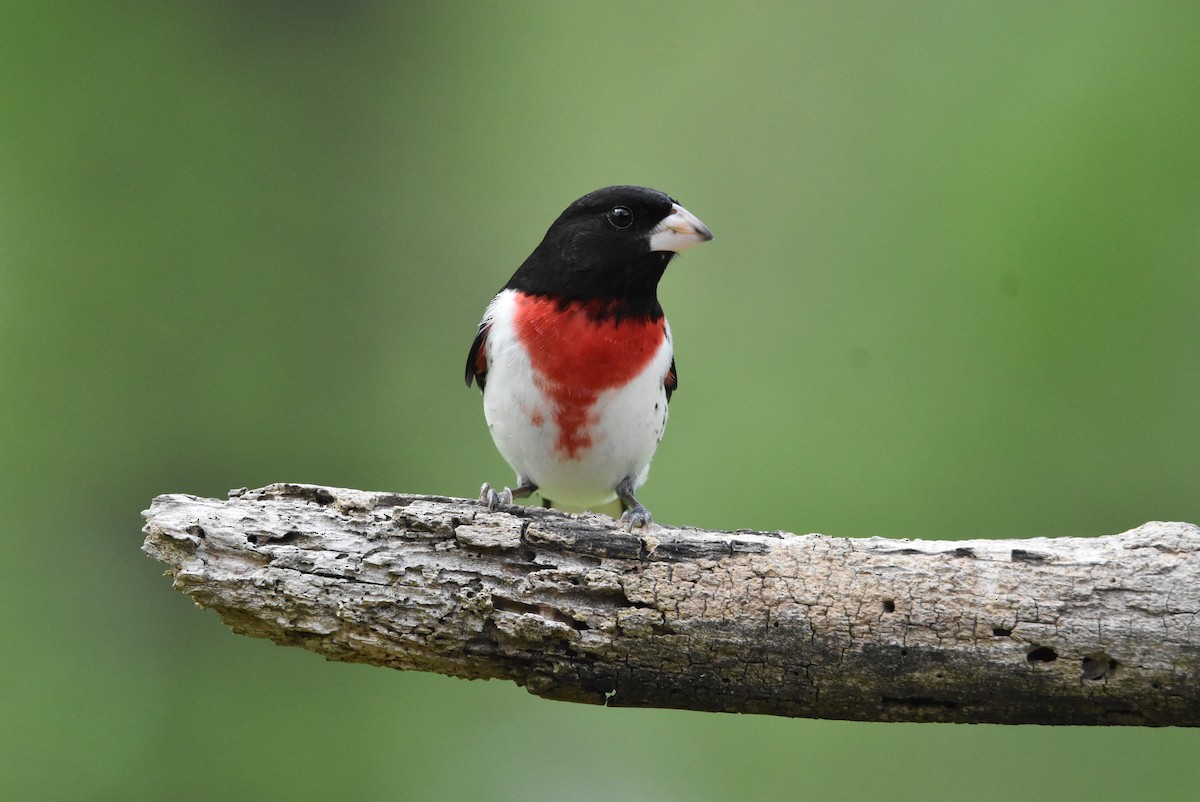 Rose-breasted Grosbeak - ML439738611