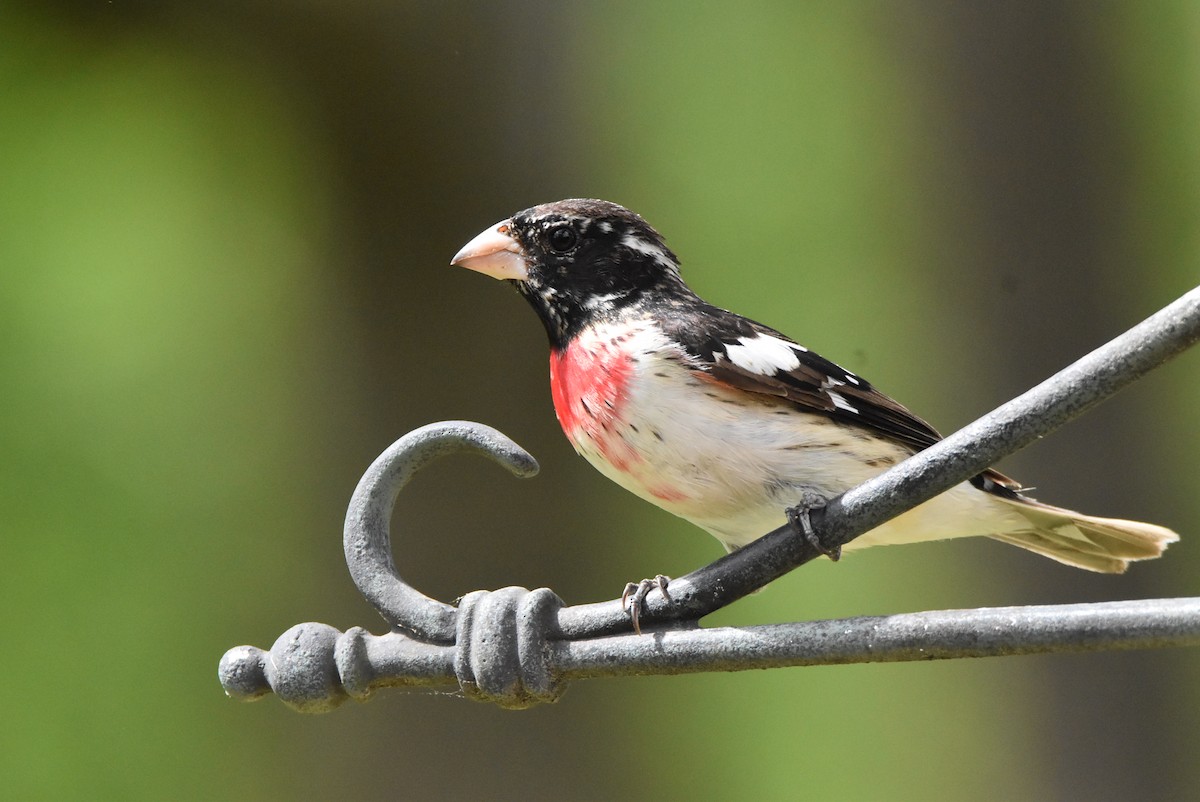 Rose-breasted Grosbeak - ML439738721