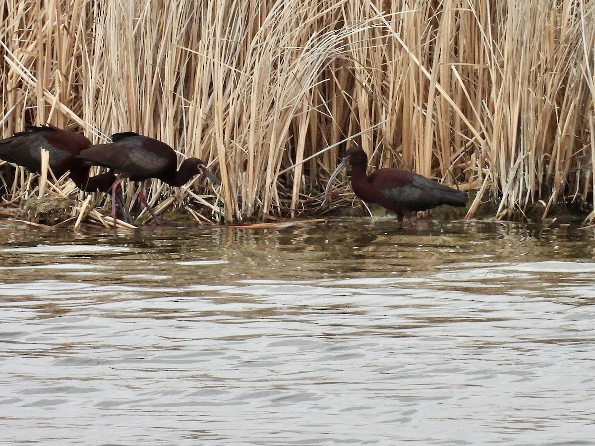 White-faced Ibis - ML439738791