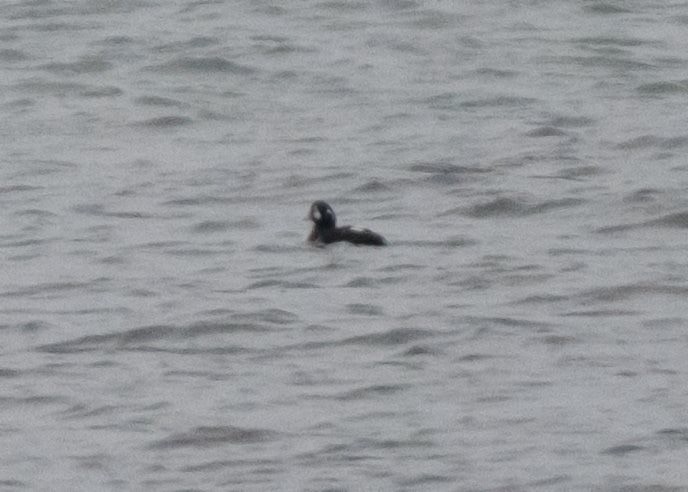 Harlequin Duck - ML43973891