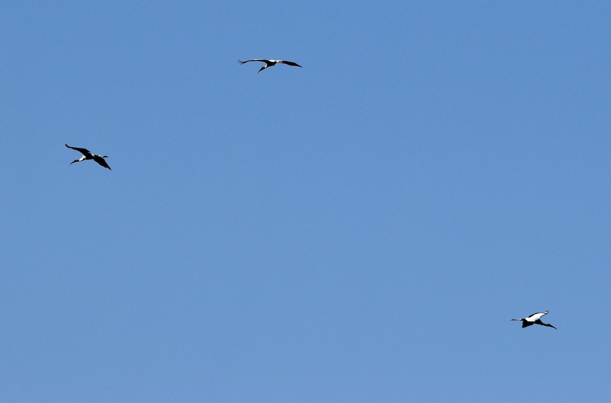 Wood Stork - ML439739241