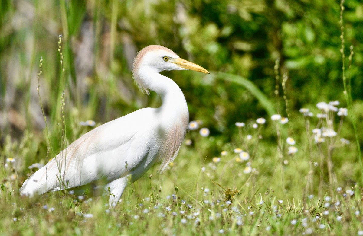 Western Cattle Egret - Vicki Chatel  (*v*)