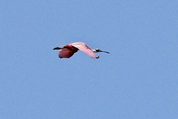 Roseate Spoonbill - ML439739371