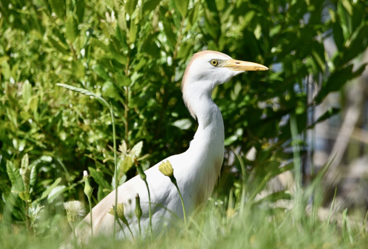 Western Cattle Egret - ML439739411