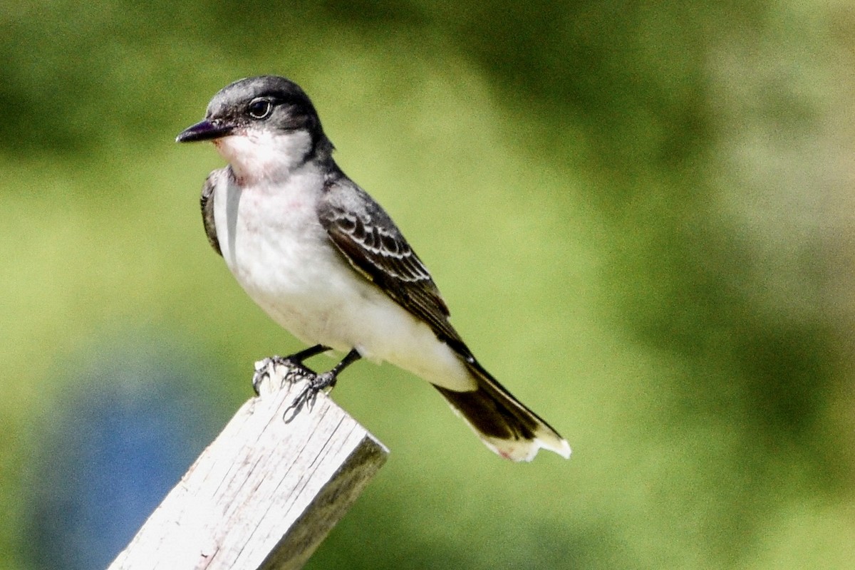 Eastern Kingbird - ML439739601