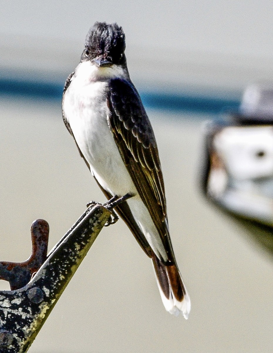 Eastern Kingbird - ML439739621