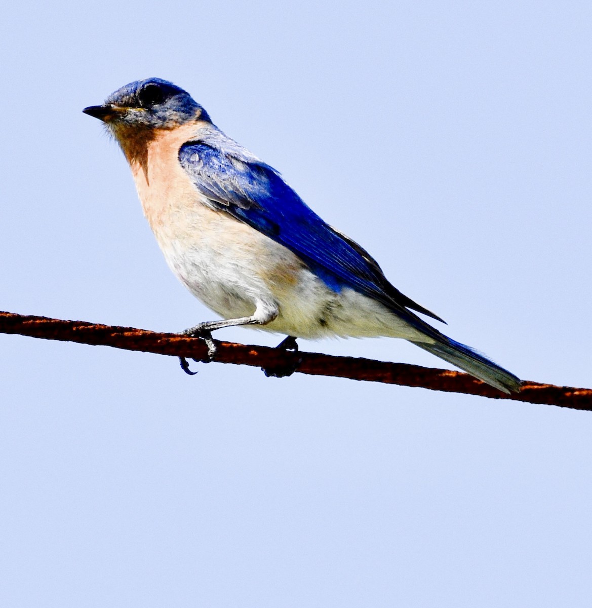 Eastern Bluebird - ML439739701