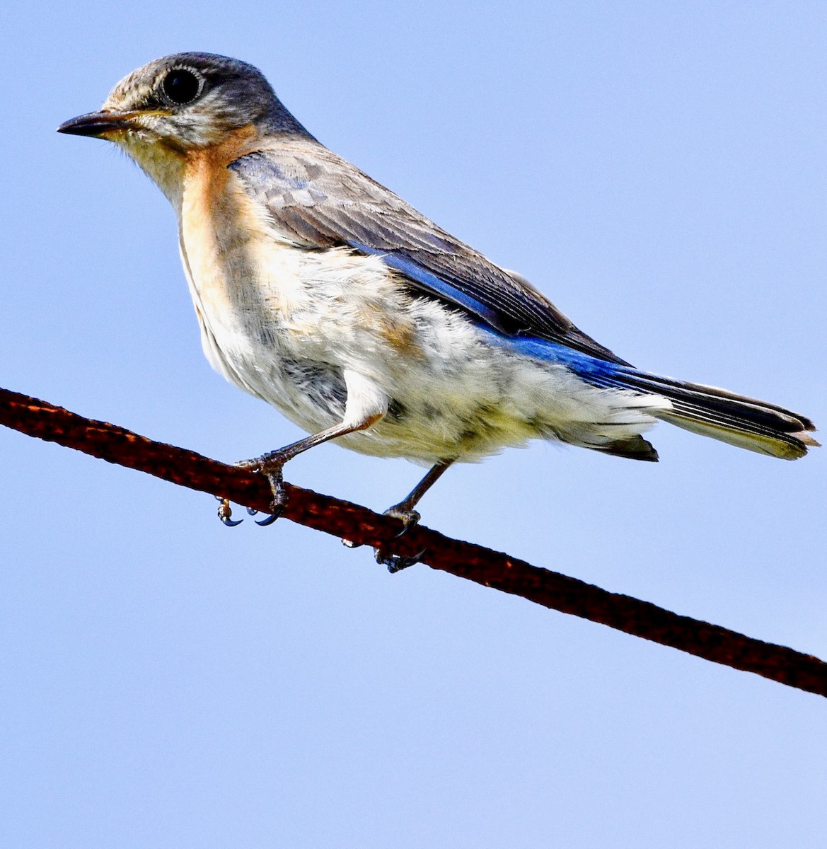 Eastern Bluebird - ML439739741