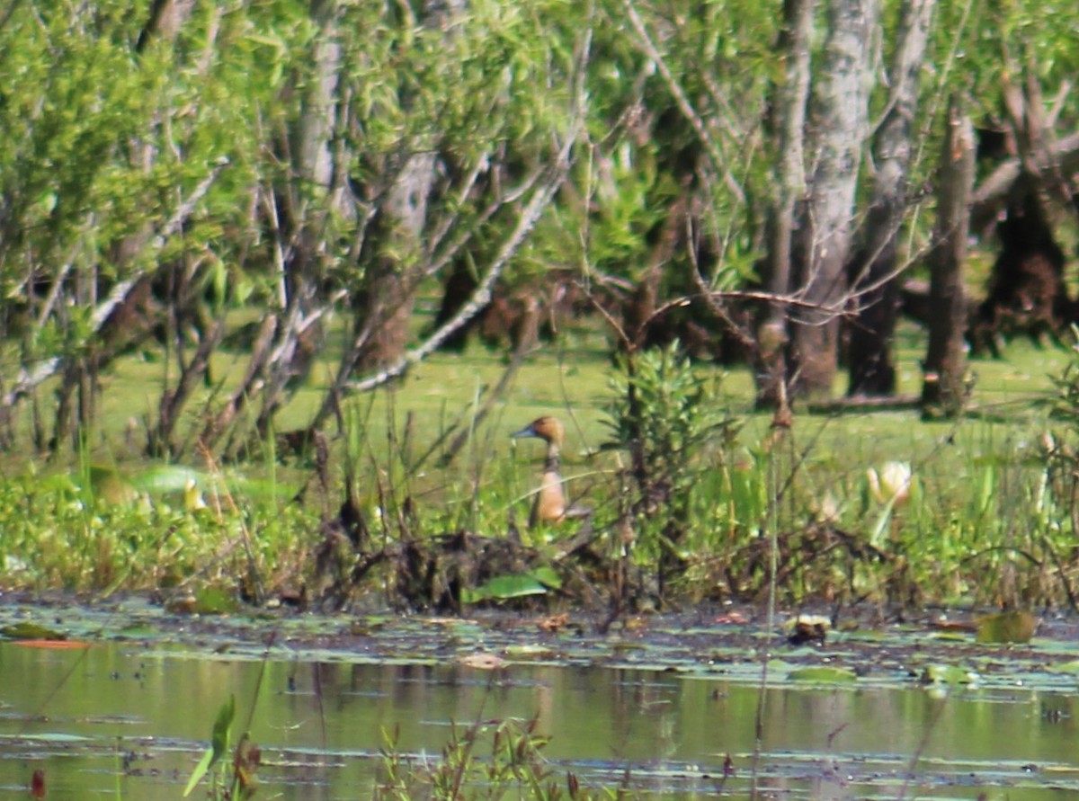 Fulvous Whistling-Duck - ML439739831