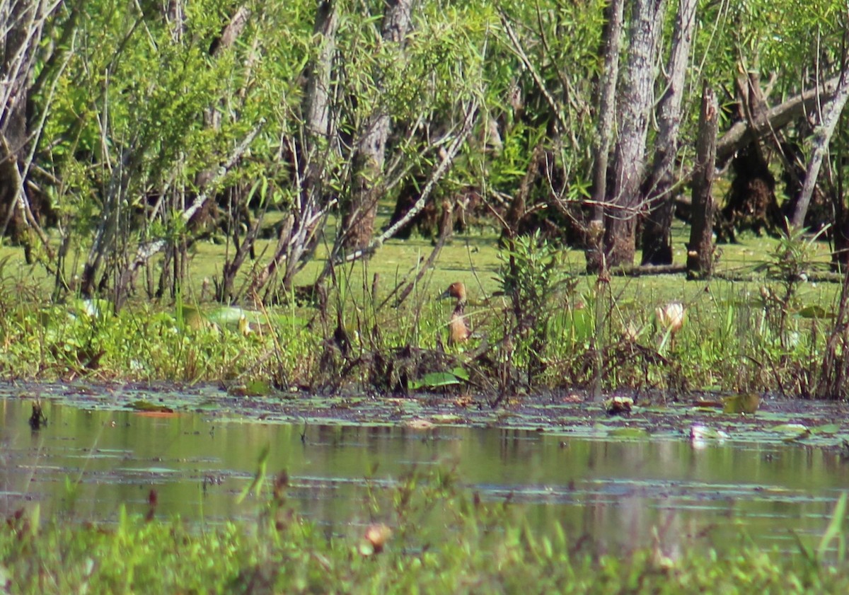 Fulvous Whistling-Duck - ML439739901