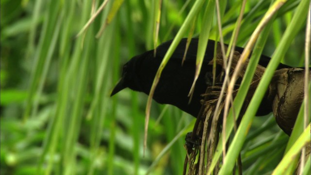 Cuban Crow - ML439740