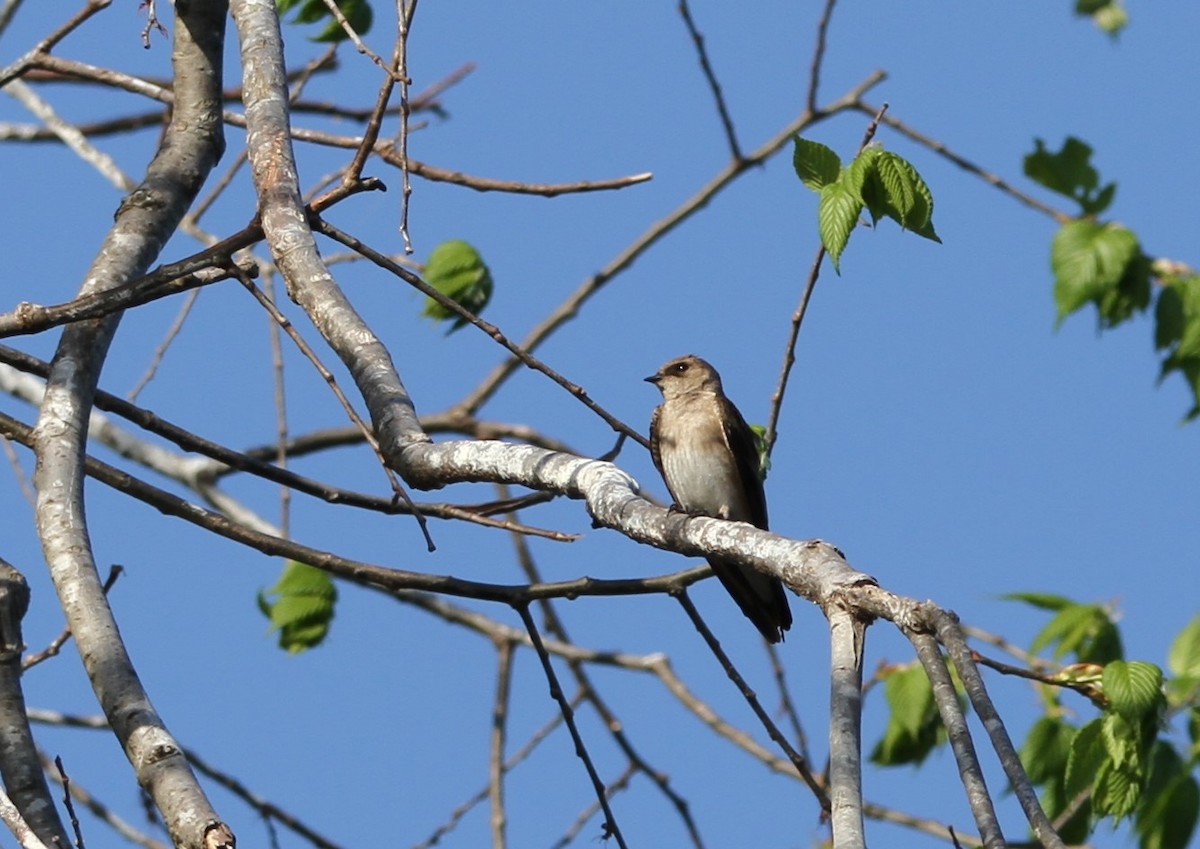 Northern Rough-winged Swallow - ML439740091