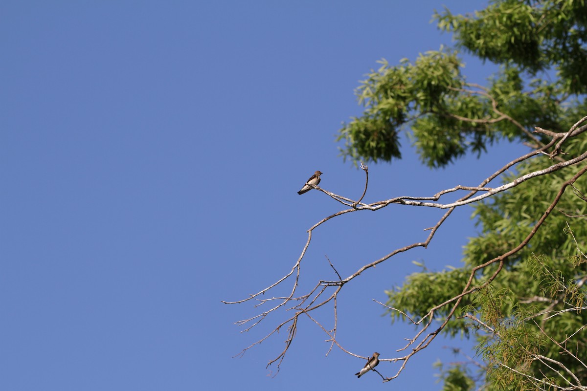 Northern Rough-winged Swallow - ML439740131