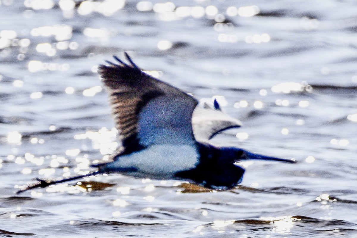 Tricolored Heron - ML439740191