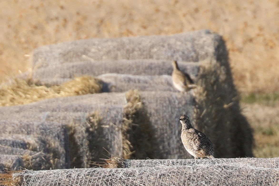 Sharp-tailed Grouse - ML439740361