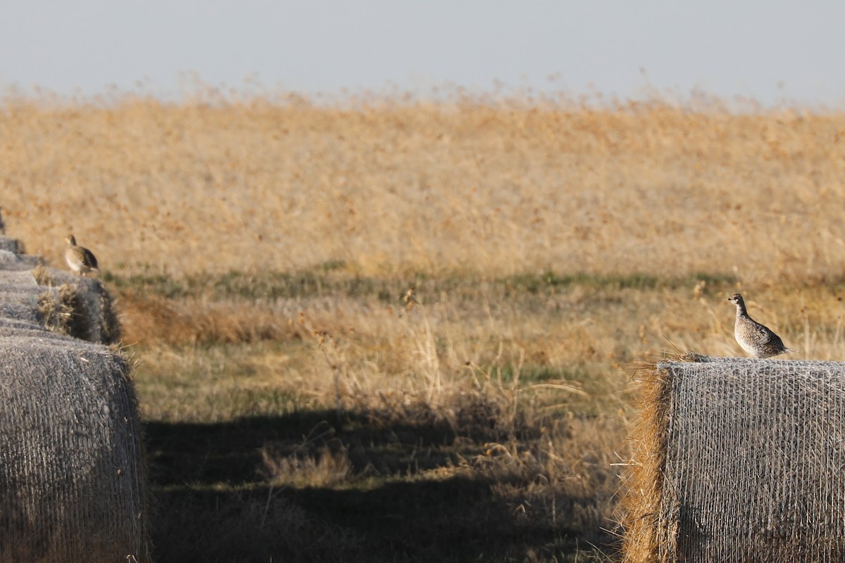 Sharp-tailed Grouse - ML439740401