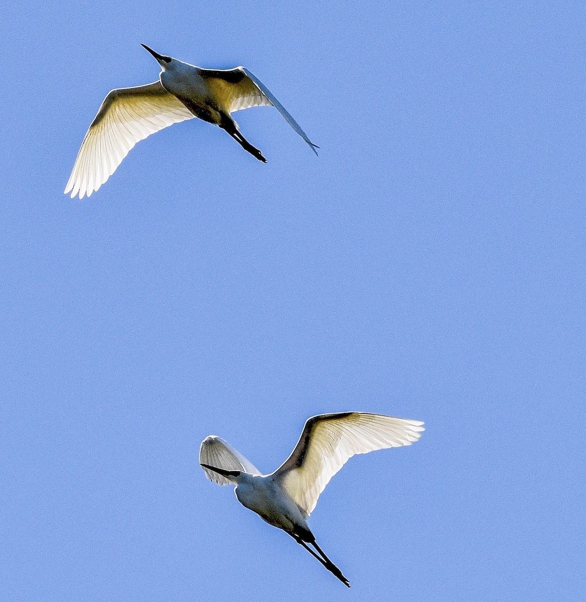 Great Egret - ML439740541