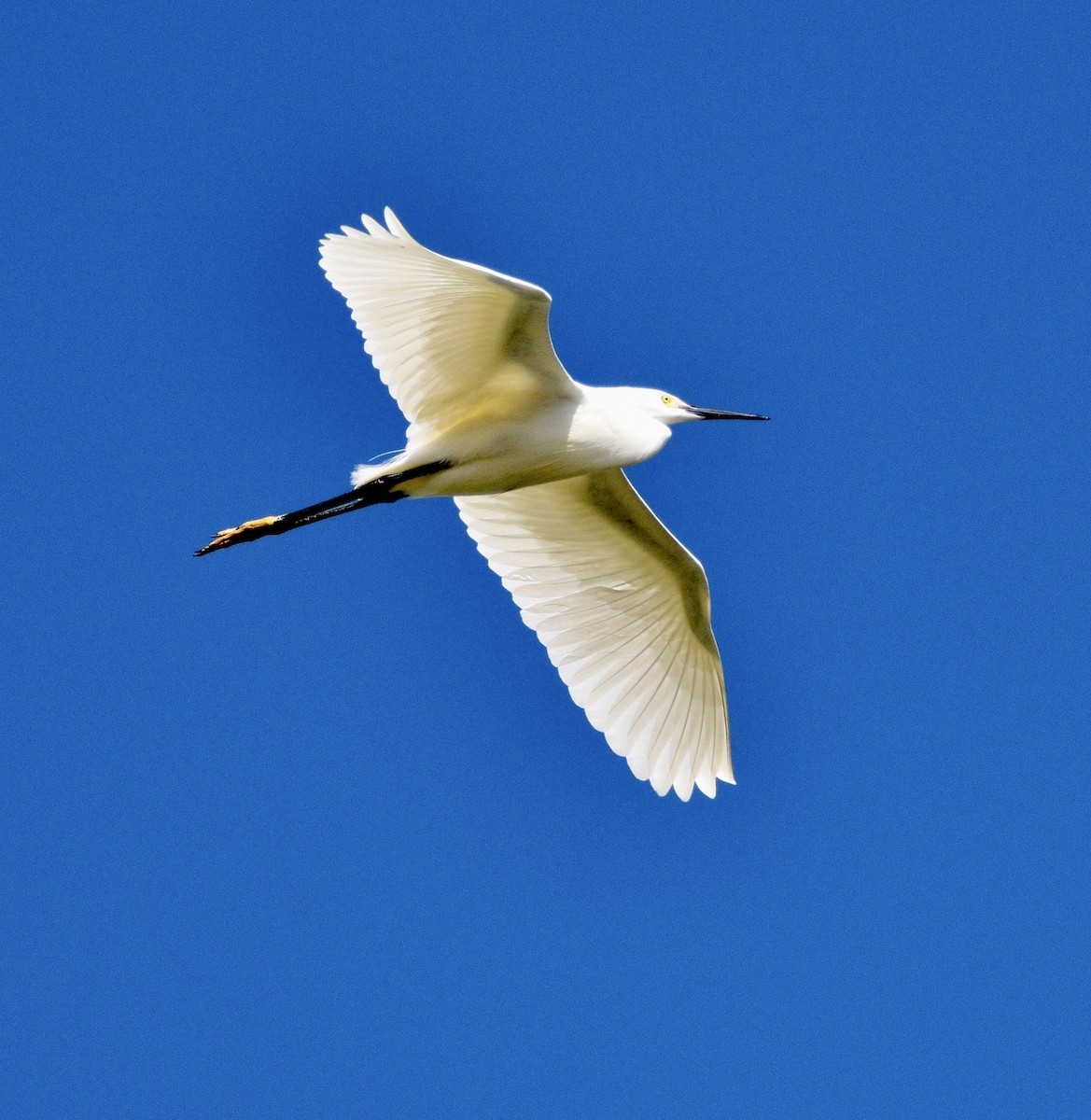 Great Egret - ML439740571