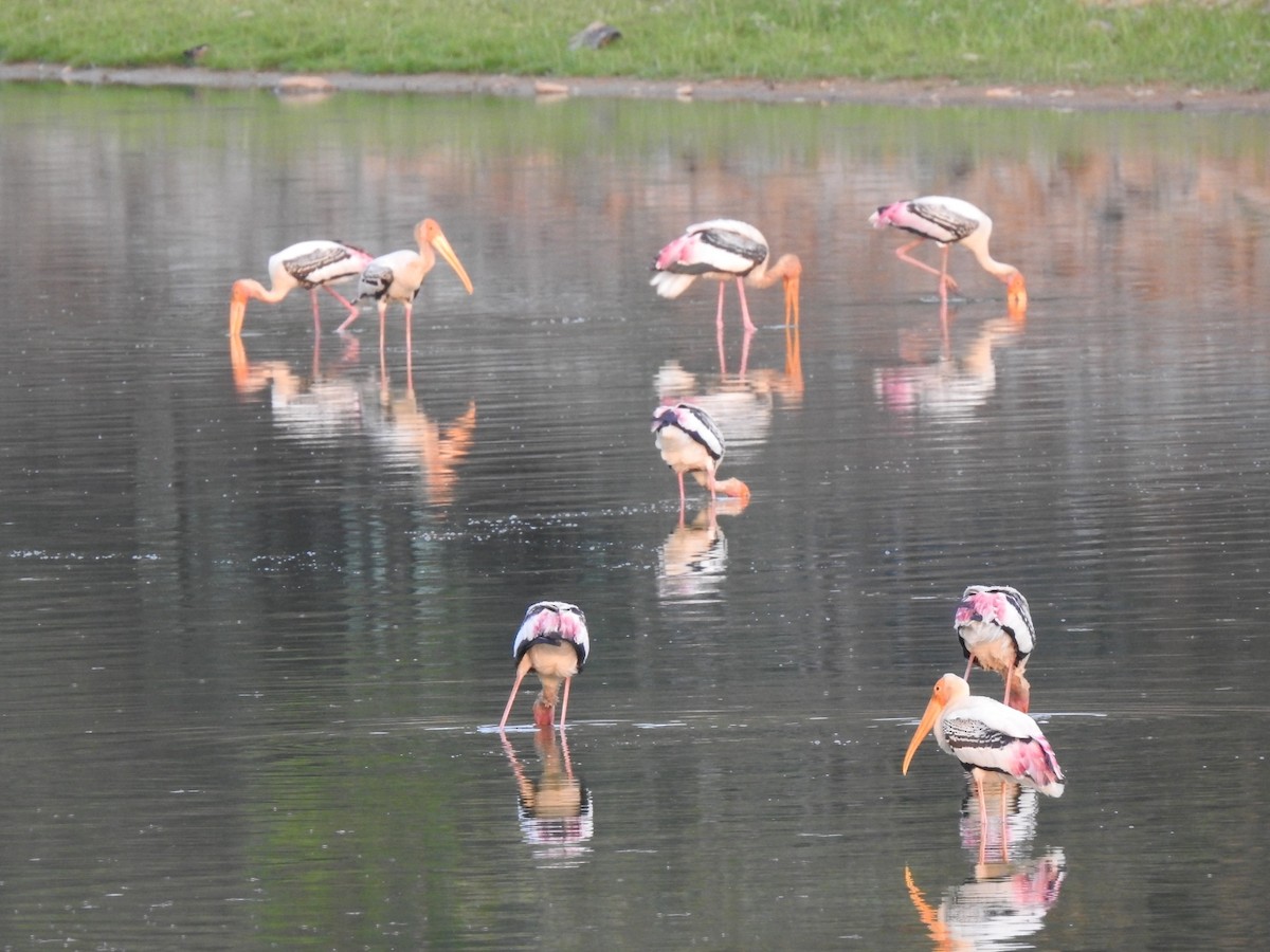 Painted Stork - ML439740941