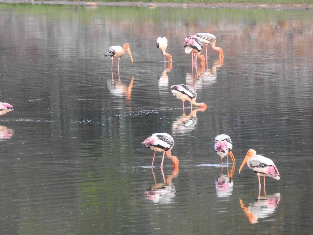 Painted Stork - ML439740951