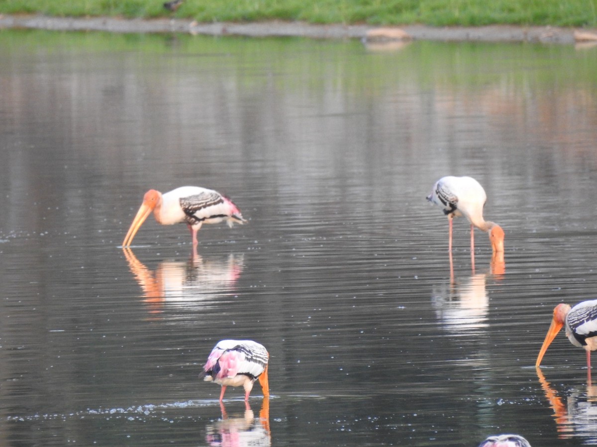 Painted Stork - ML439740961