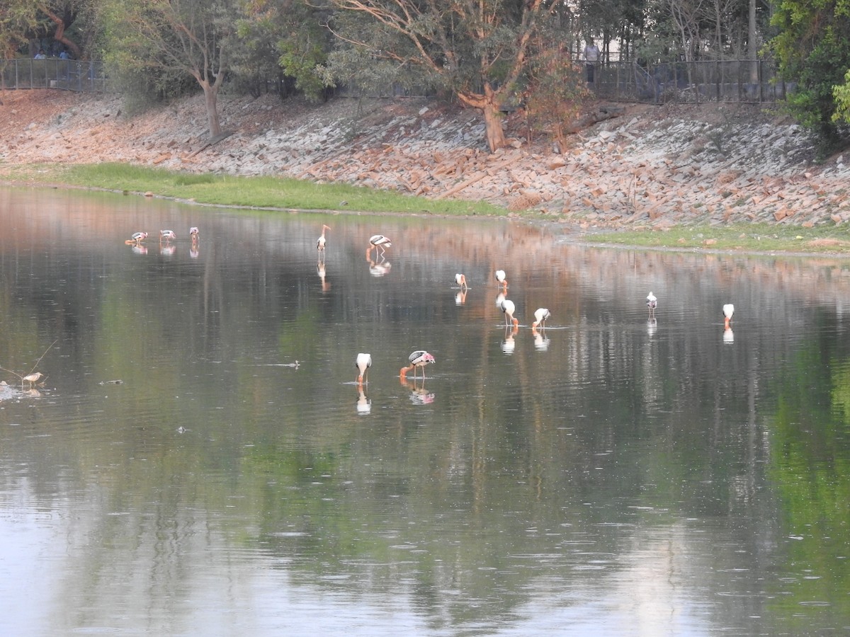 Painted Stork - ML439740971