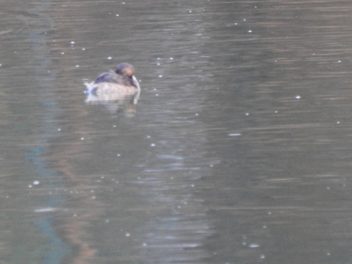 Little Grebe - ML439741271