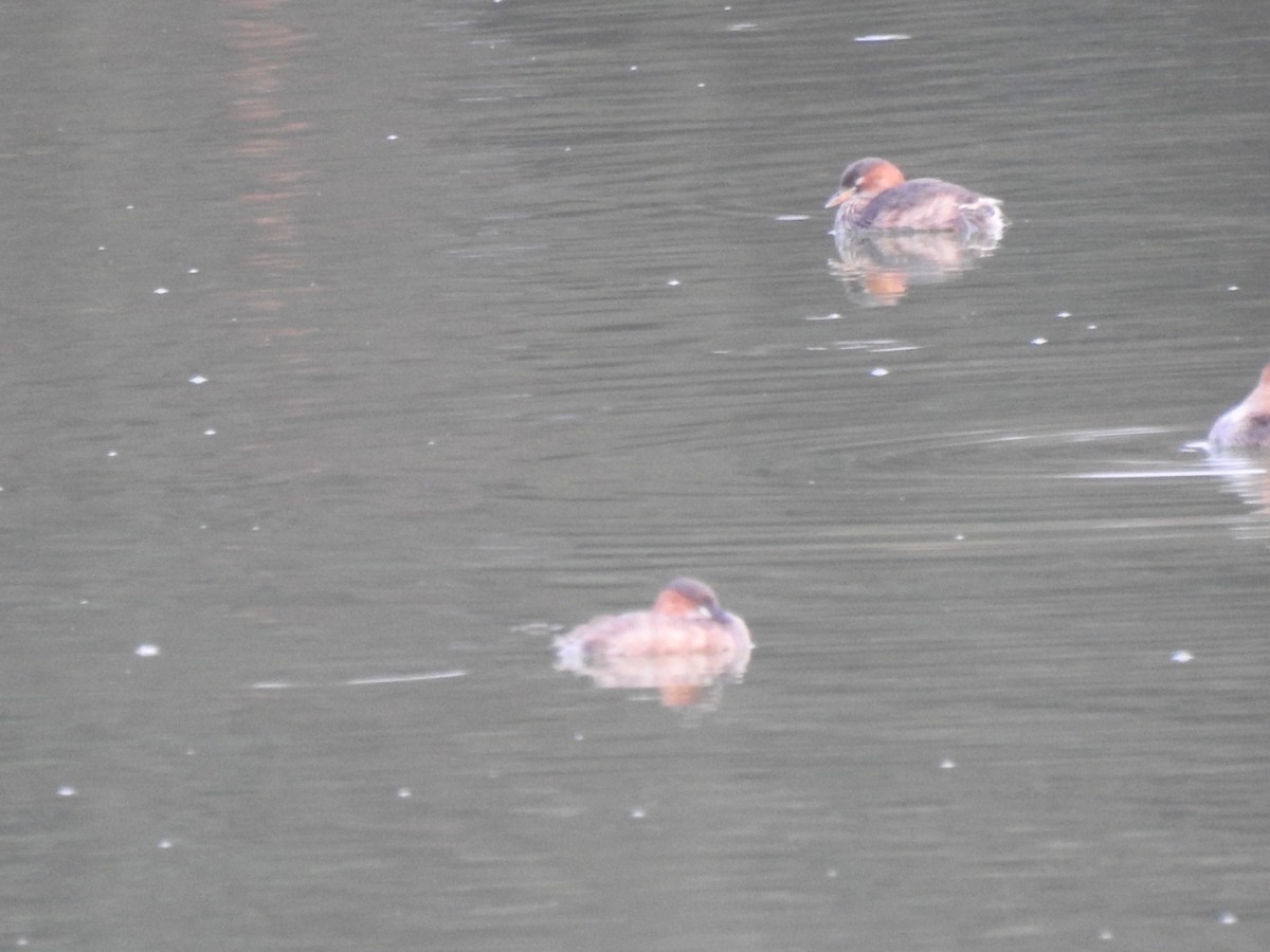 Little Grebe - ML439741281