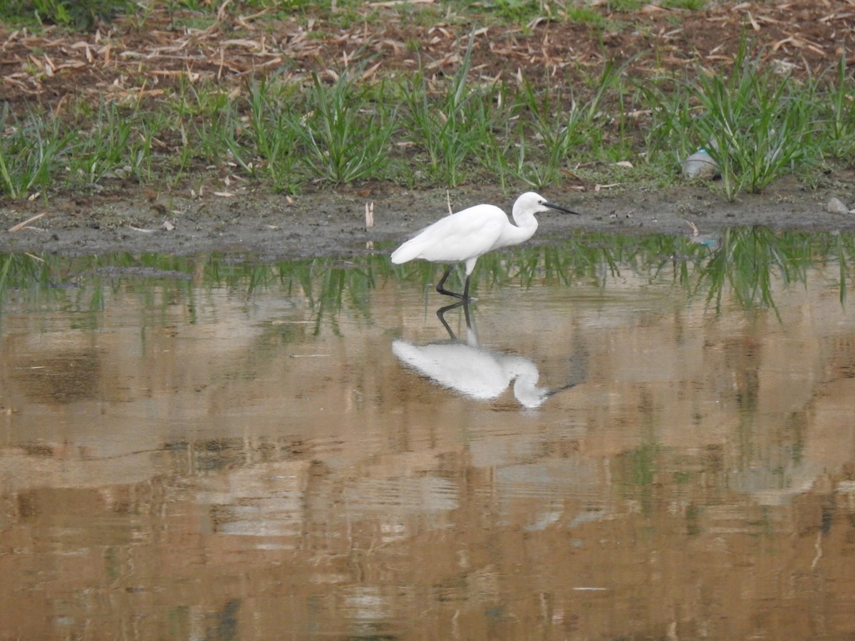 Medium Egret - ML439741791