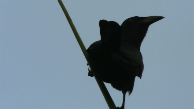 Cuban Crow - ML439742