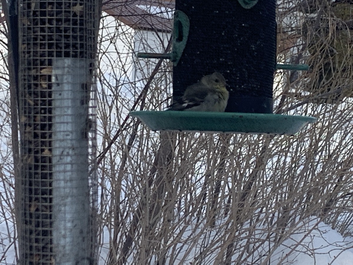 Lesser Goldfinch - ML439742201