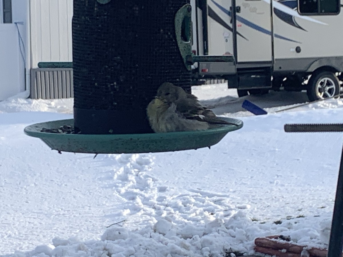 Lesser Goldfinch - ML439742211